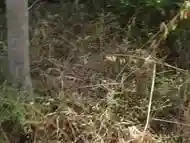 Boy piss in the pine forest THERE ARE PEOPLE IN THE BEACH NEAR HIM