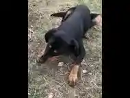 Feeding a hungry stray doggo