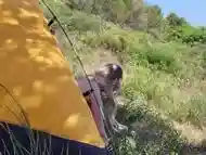 The tourist heard loud moaning and caught couple fucking in the tent.